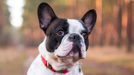 french bulldog in a forest