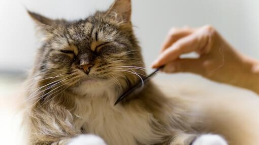 Cat being brushed with comb