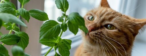 Ginger tabby smelling fresh basil