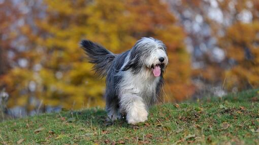 Bearded Collie on a dog walk