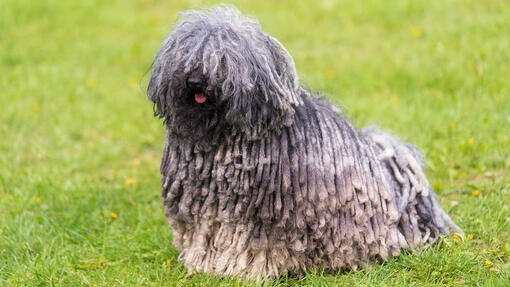 Gray hungarian Puli dog in the park