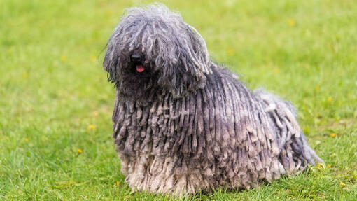 12 Long-Haired Dog Breeds Luscious Locks |