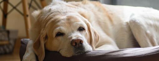 white dog sitting on a bed