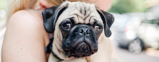 Pug in the arms of the owner