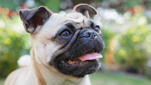 pug sitting in the garden