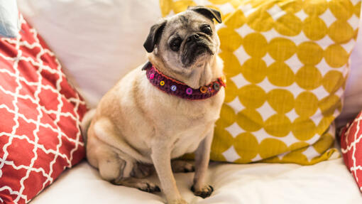 pug sitting on the sofa