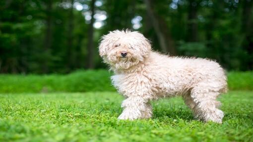 Top 19 Curly-Haired Dog Breeds | Purina