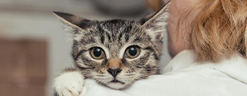 Small kitten being held