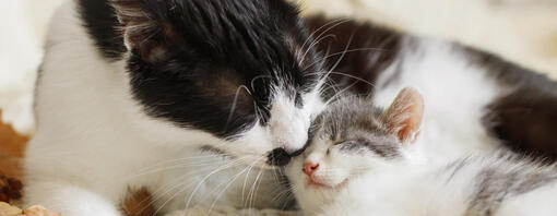 Cat grooming kitten on a bed