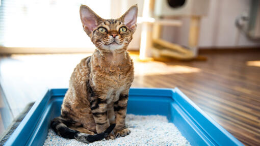 cat sitting in a litter box