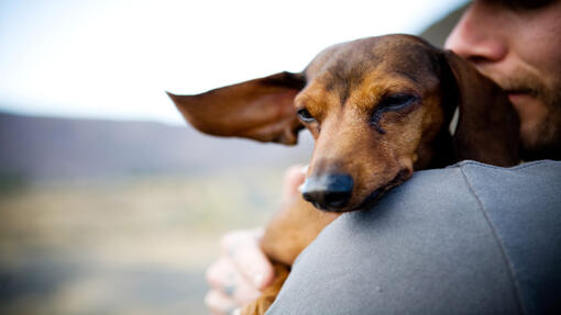 dachshund in owner's arms