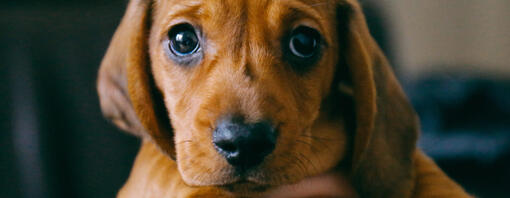 puppy in the owner's arms