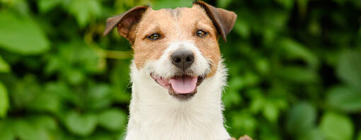 dog with bowl food of dry dog food