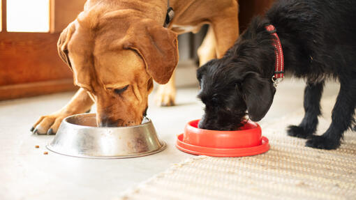 two dogs eating together