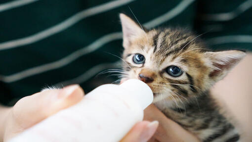 Kitten drinking from a bottle