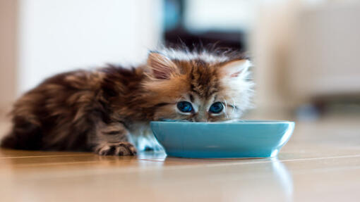 kitten eating from a blue bowl