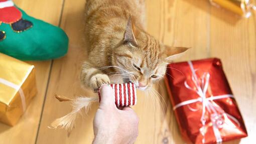 Ginger cat chewing toy in owners hand