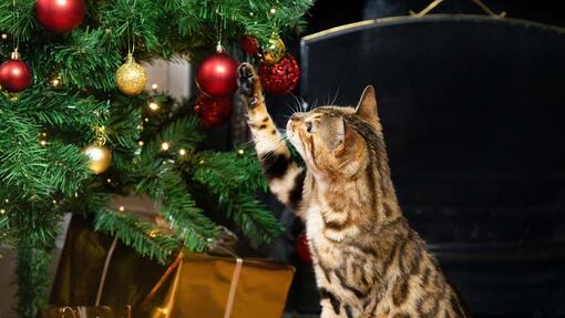 Tabby cat pawing Christmas bauble