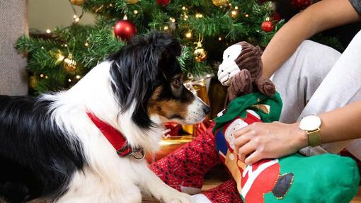 Collie being shown a cuddly toy in a Christmas stocking