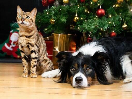 Tabby cat and Collie beneath a Christmas tree