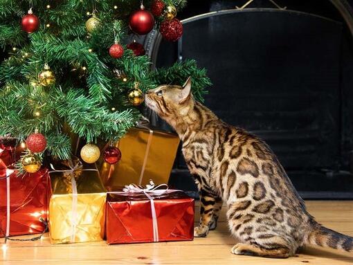 Cat sniffing bauble on a Christmas tree