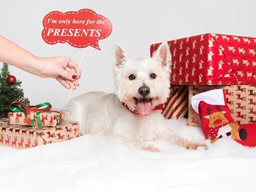 West Highland Terrier with Christmas presents