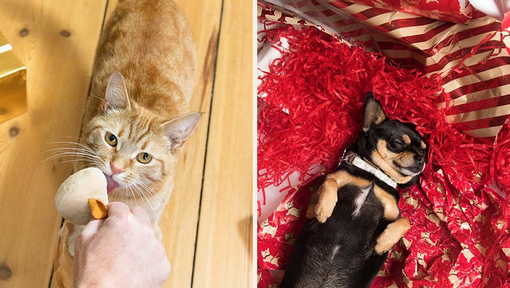 Ginger cat and Chihuahua with Christmas gifts