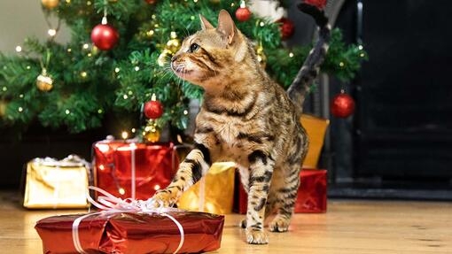 Product listing Cat