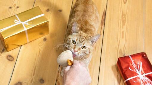 Ginger cat looking at toy