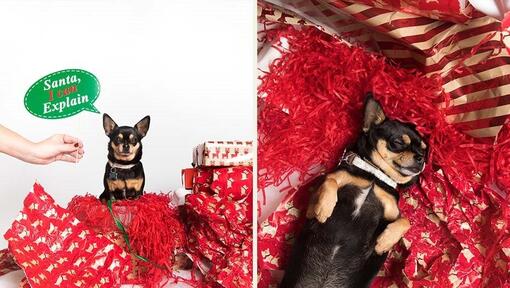 Chihuahua with Christmas presents