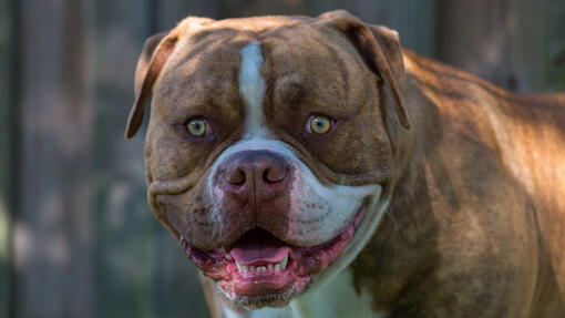 American Bulldog staring at the camera