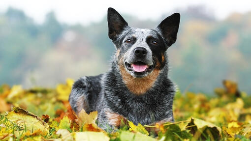 Australian Cattle Dog laying in leafs