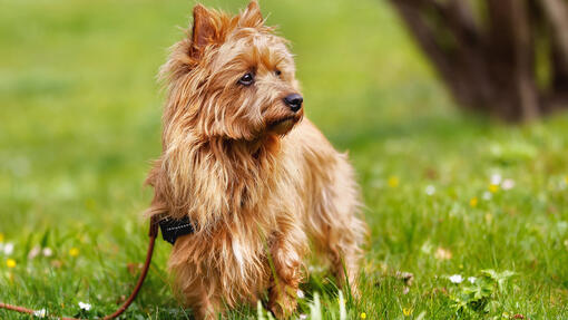 Australian Terrier standing on the grass