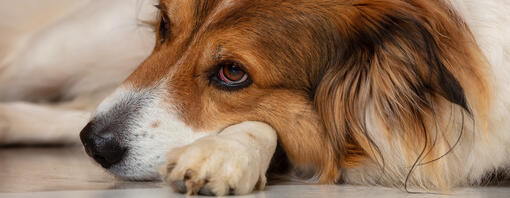 Dog is laying on it's paw