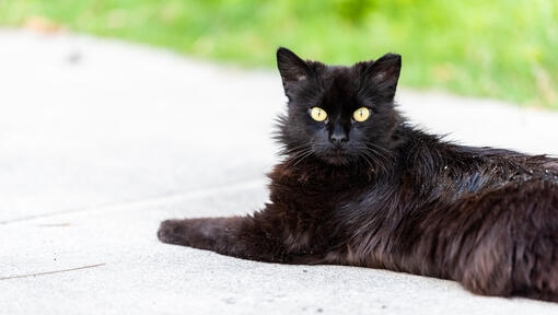 Black cat laying down