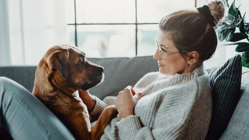 Dog sitting in front of its owner