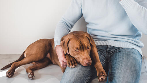 Dog laying on the owner's lap