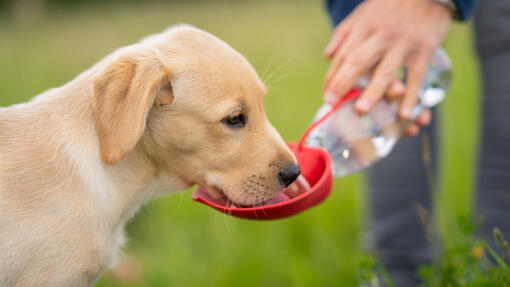 Dog drinking water from a bowl