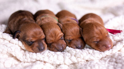 4 puppies sleeping