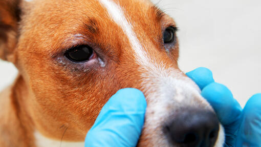 Vet checks dog eyes