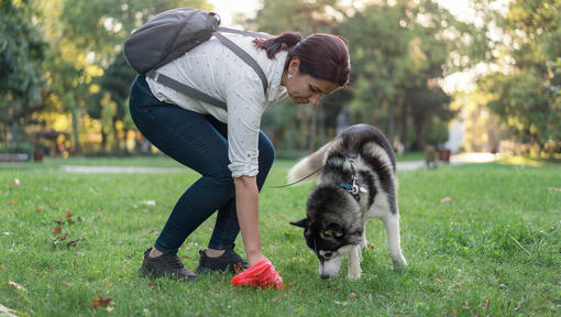 Dog's owner picking up poop in park