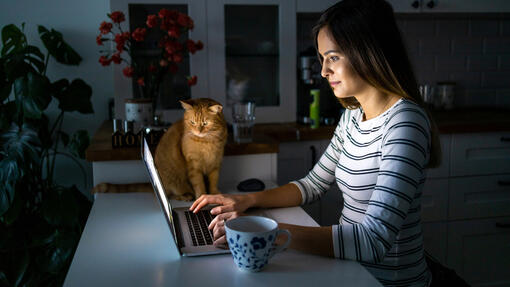 Cat sitting next to the owner at night