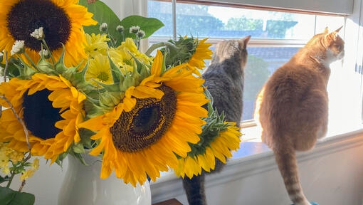 Cats sitting next to sunflowers