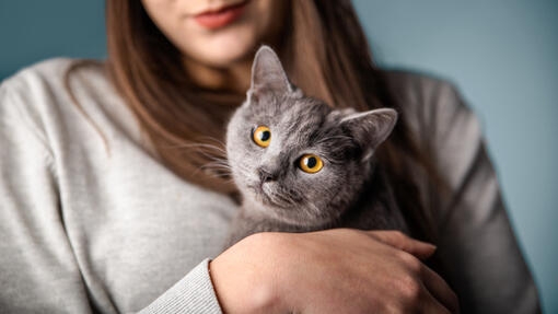 Cat in owner's hands