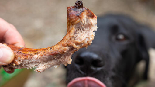 can you give lamb bones to dogs