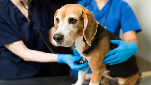 Dog at vet