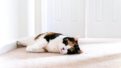 Cat laying on the carpet