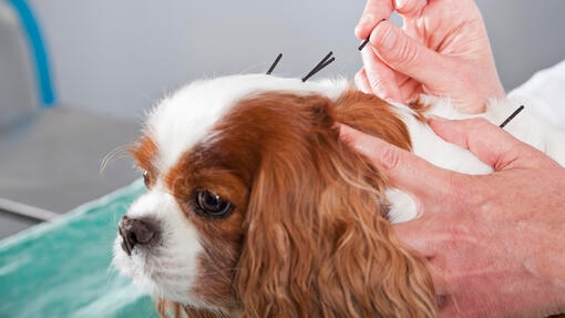 Dog at vet