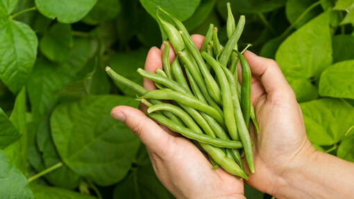 Beans in hand