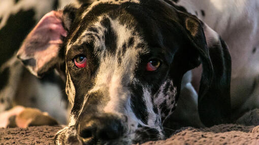 Dog with red eyes laying on its' paw